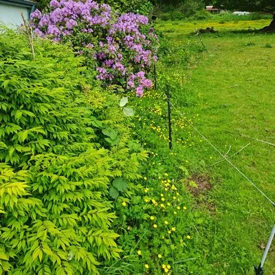 E&C Landscaping Logo