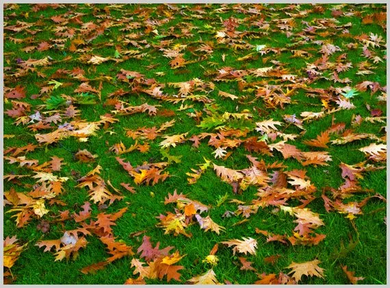 Trusted garden landscaping experts serving Hillsboro, OR - Ec Lawn Care