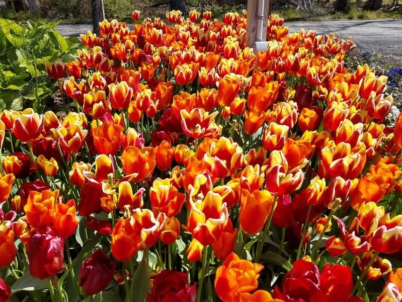 Trusted landscaping services experts serving Mount Sinai, NY - Echo Landscaping