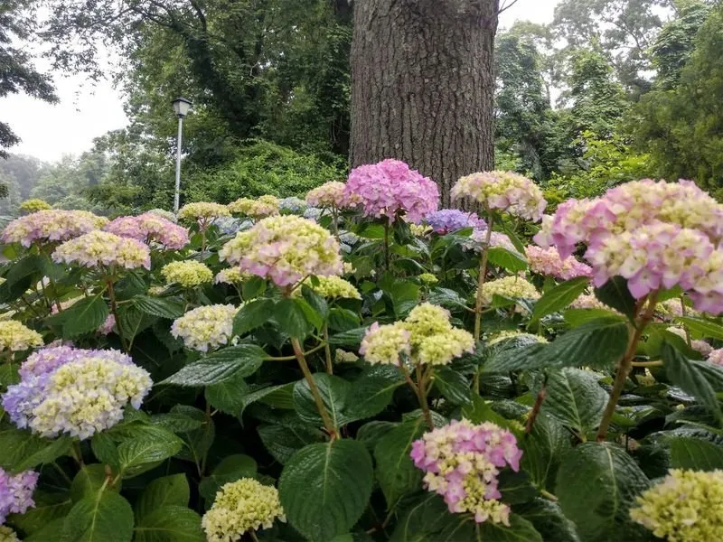 Top-rated lawn care service with custom design in Mount Sinai, NY by Echo Landscaping