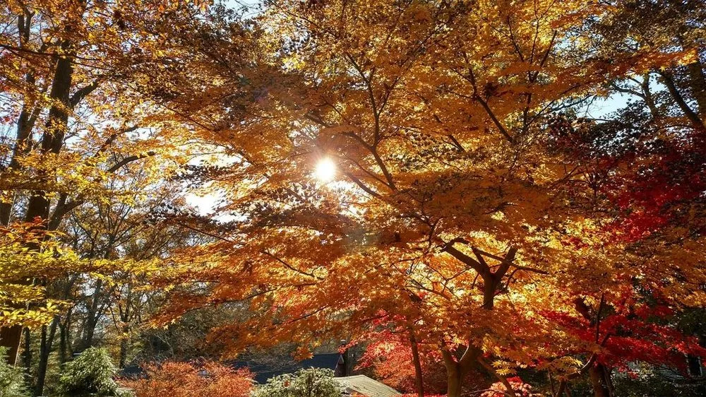 Professional landscape design near you in Mount Sinai, NY by Echo Landscaping