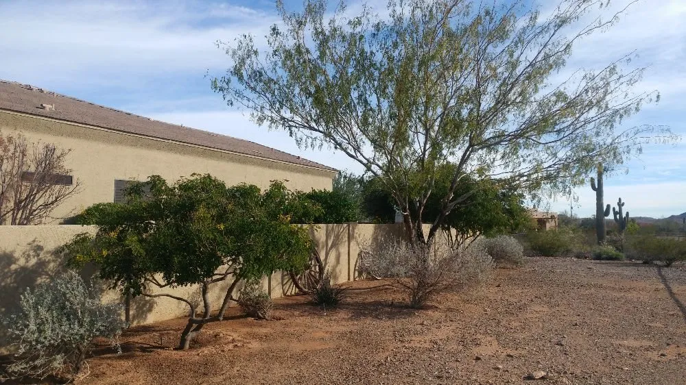 Professional residential landscaping with custom design in Phoenix, AZ by Echo Mountain Landscaping