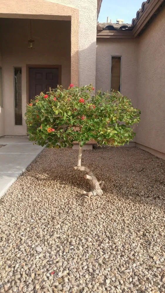 Reliable outdoor landscaping in Phoenix, AZ by Echo Mountain Landscaping