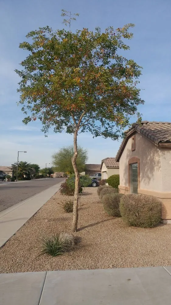 Reliable garden landscaping in Phoenix, AZ - Echo Mountain Landscaping