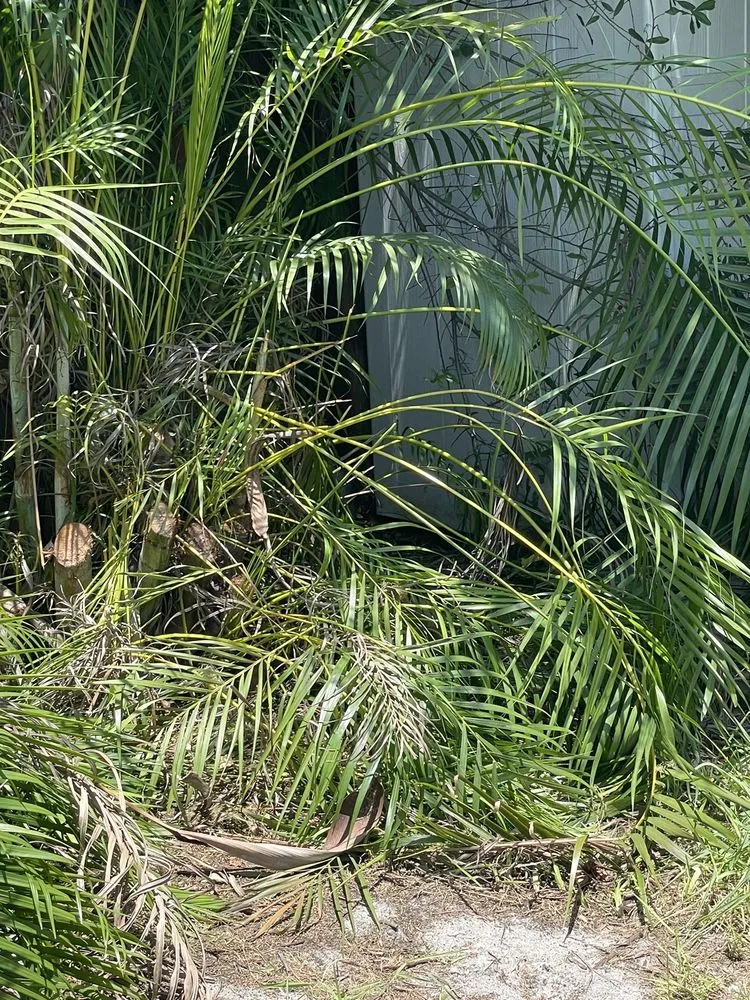 Custom lawn mowing service for homes in Fort Pierce, FL by Ecker's Lawn & Tree Services