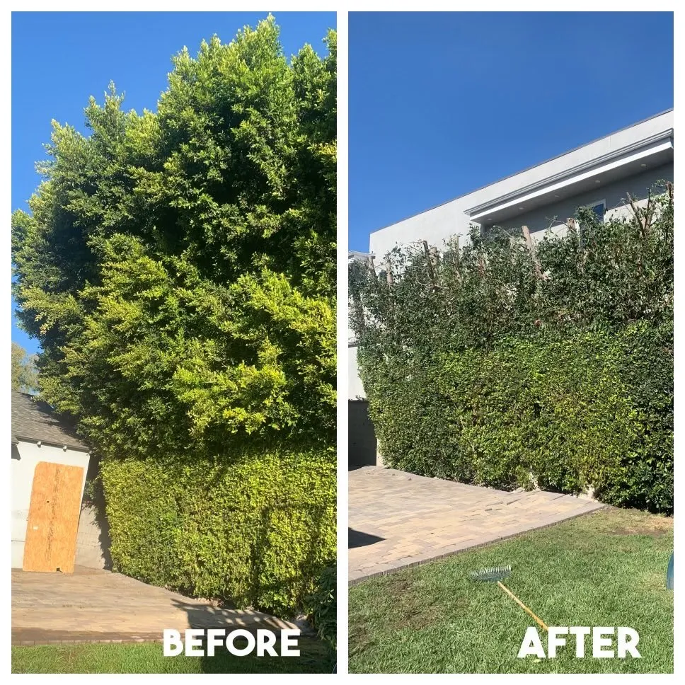 Top-rated landscape design for beautiful yards in San Fernando, CA by Eckerson's Tree Services