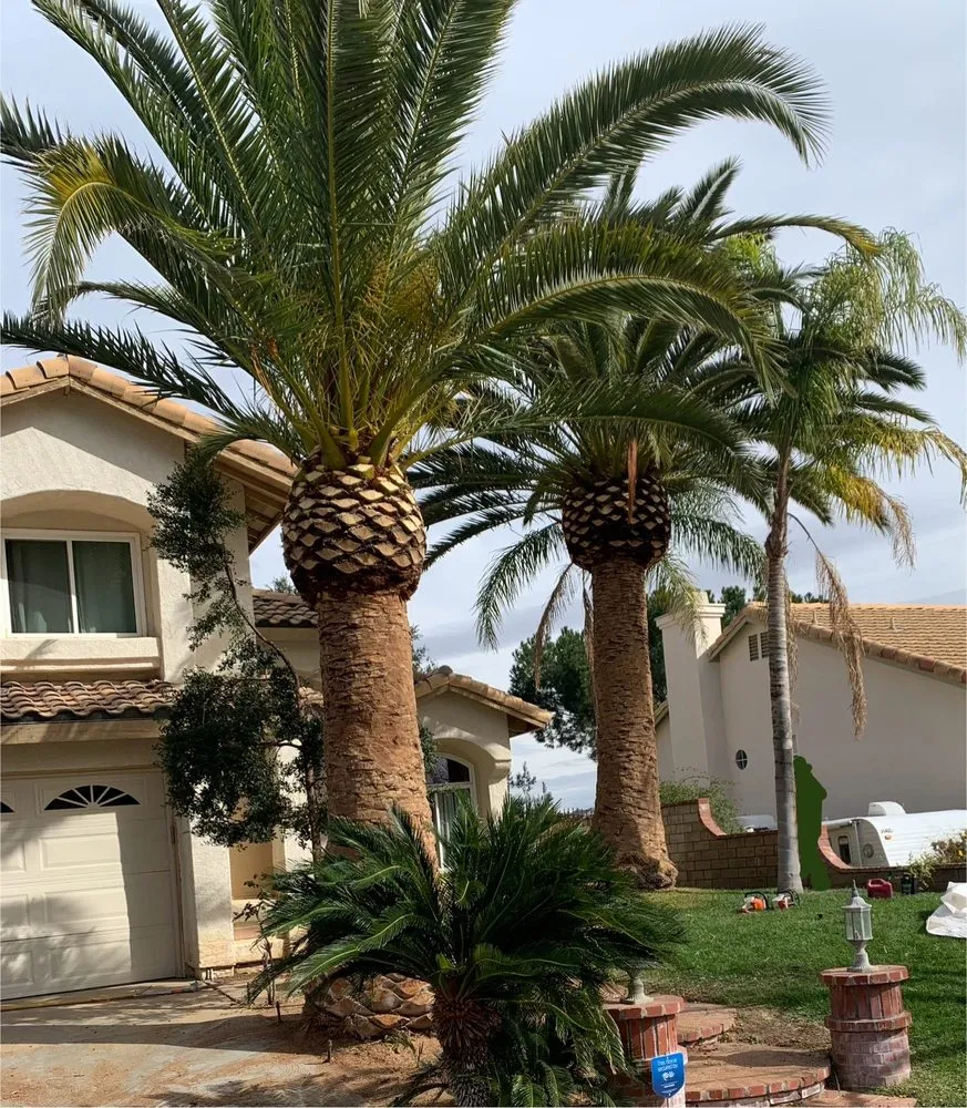 Expert landscaping services in San Fernando, CA - Eckerson's Tree Services