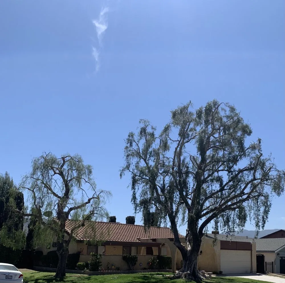 Expert lawn mowing service for residential properties in San Fernando, CA by Eckerson's Tree Services