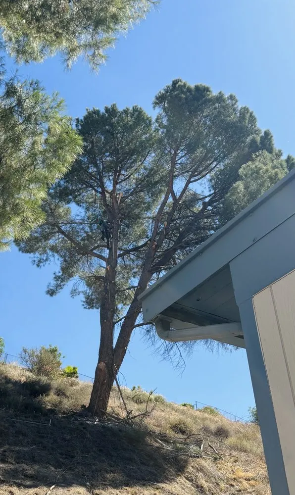 Local yard cleanup service for year-round maintenance across San Fernando, CA - Eckerson's Tree Services