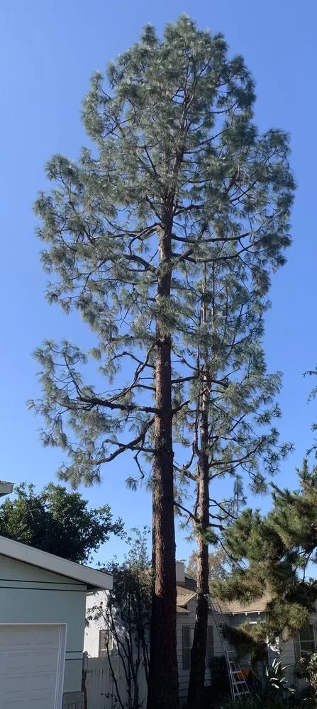 Affordable yard maintenance in San Fernando, CA - Eckerson's Tree Services