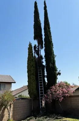 Eckerson's Tree Services Logo