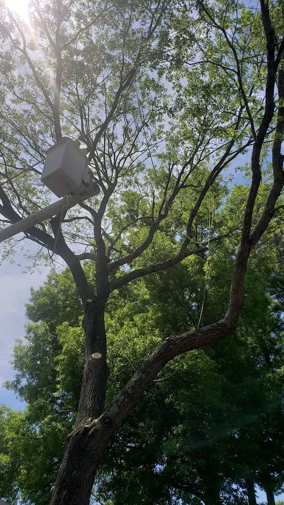 Affordable outdoor landscaping for beautiful yards in Memphis, TN by Ecklund's Tree Services