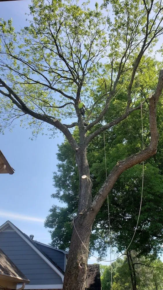 Custom landscape design for outdoor upgrades across Memphis, TN - Ecklund's Tree Services