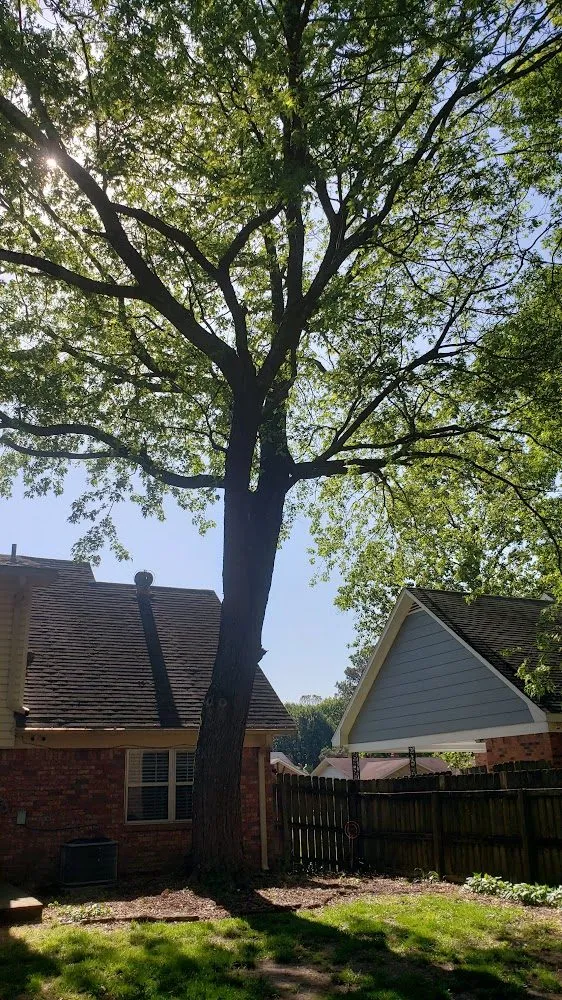 Affordable landscape design in Memphis, TN by Ecklund's Tree Services