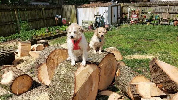 Ecklund's Tree Services Logo