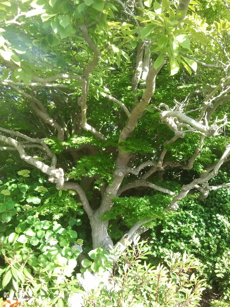 Custom yard cleanup service for residential properties in Eugene, OR by Eclectic Gardeners