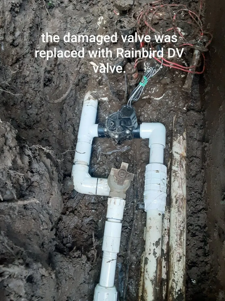 Trusted lawn care service in Eugene, OR - Eclectic Gardeners