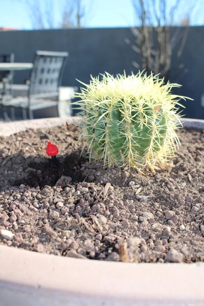 Custom garden landscaping in Scottsdale, AZ by Eclipse Landscape & Design