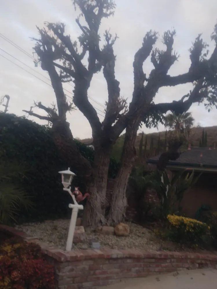 Custom yard cleanup service for outdoor upgrades across San Fernando Valley, CA - Eclipse Landscaping & Maintenance