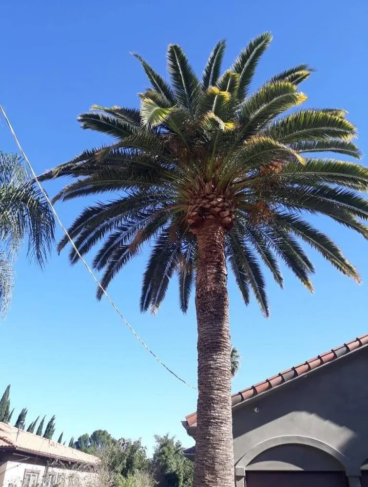 Affordable yard cleanup service near you in San Fernando Valley, CA by Eclipse Landscaping & Maintenance