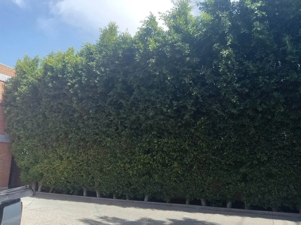 Affordable yard maintenance for residential properties in San Fernando Valley, CA by Eclipse Landscaping & Maintenance