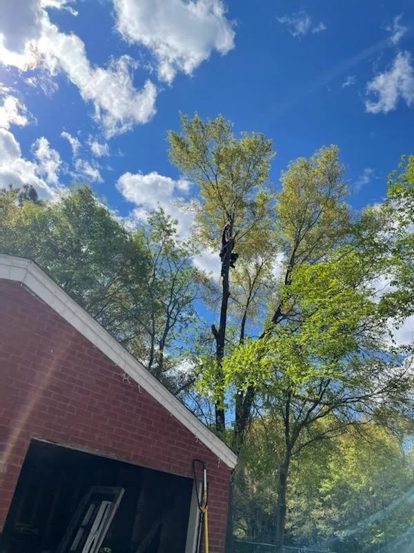 Reliable landscape installation in Eastover, NC by ECN Tree Removal & Contracting