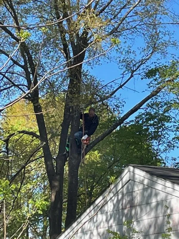 Custom landscape installation in Eastover, NC by ECN Tree Removal & Contracting