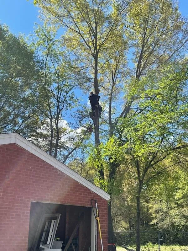 Reliable outdoor landscaping in Eastover, NC by ECN Tree Removal & Contracting