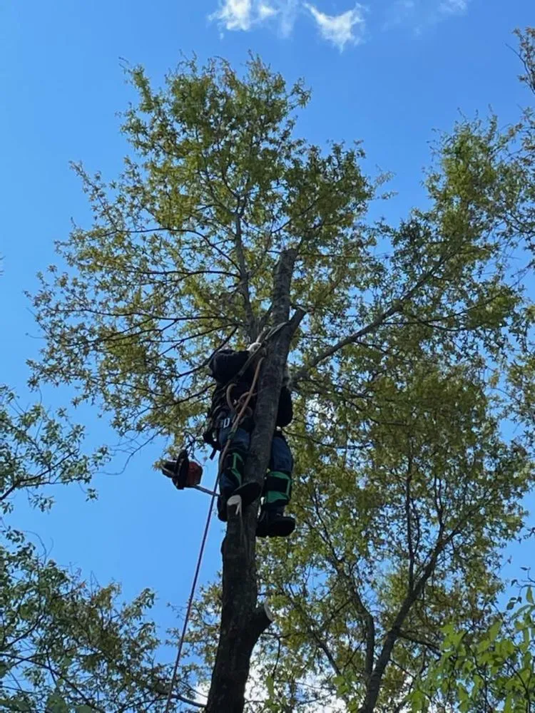 Affordable yard maintenance in Eastover, NC - ECN Tree Removal & Contracting