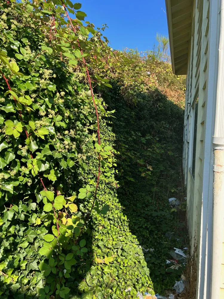 Reliable yard cleanup service experts serving Lakewood, WA - Eco Cuts NW