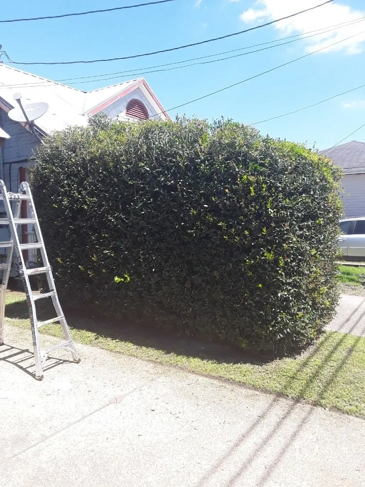 Expert outdoor landscaping for year-round maintenance across Metairie, LA - Eco Dat Outside Services