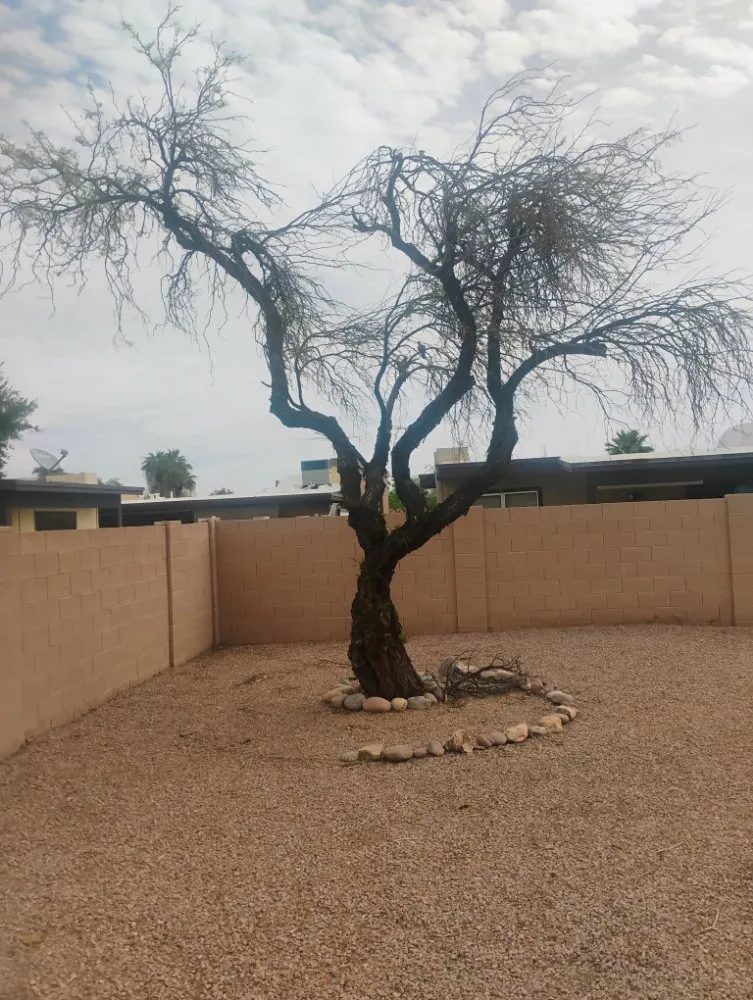 Expert yard maintenance for beautiful yards across Surprise, AZ - Eco Eclipses Landscape