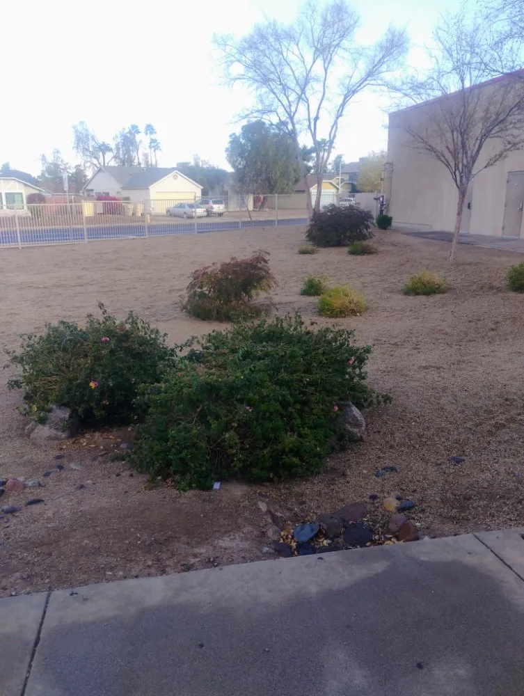 Local yard cleanup service for beautiful yards across Surprise, AZ - Eco Eclipses Landscape