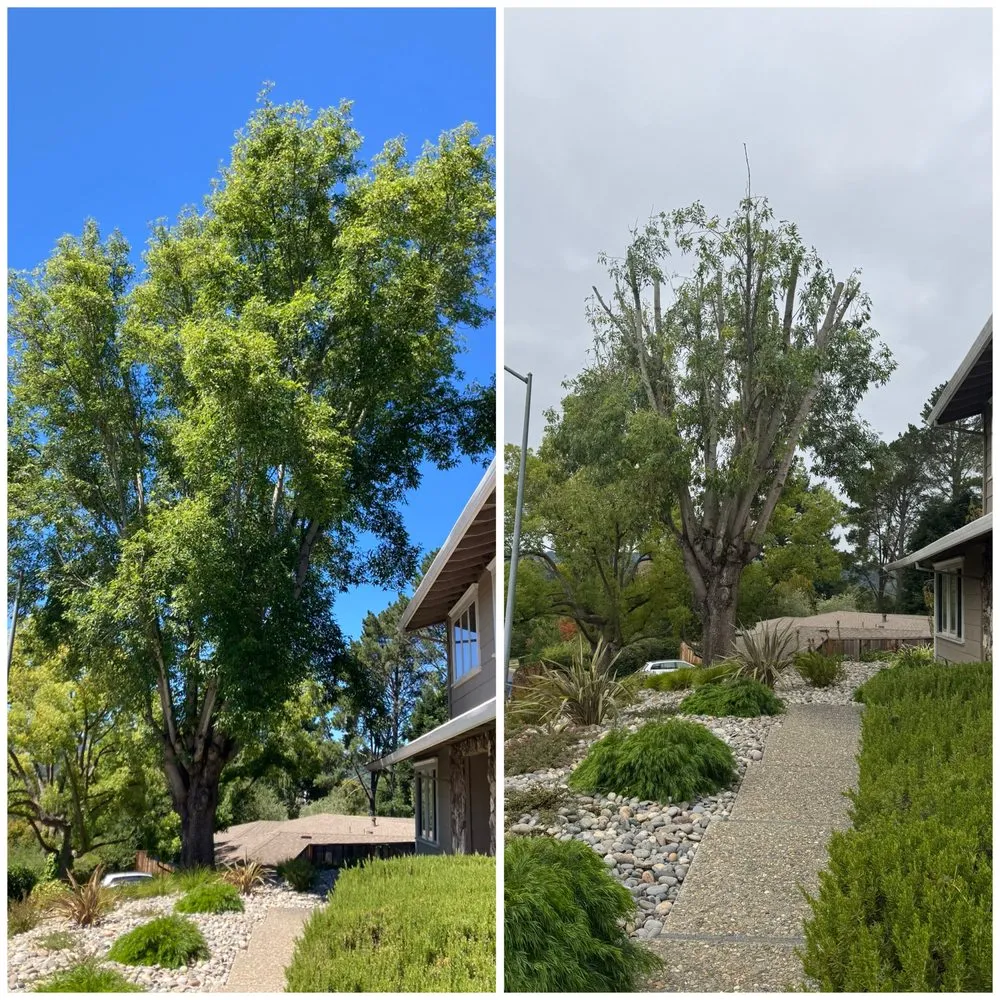 Custom garden landscaping in Oakland, CA - Eco Elements Landscaping