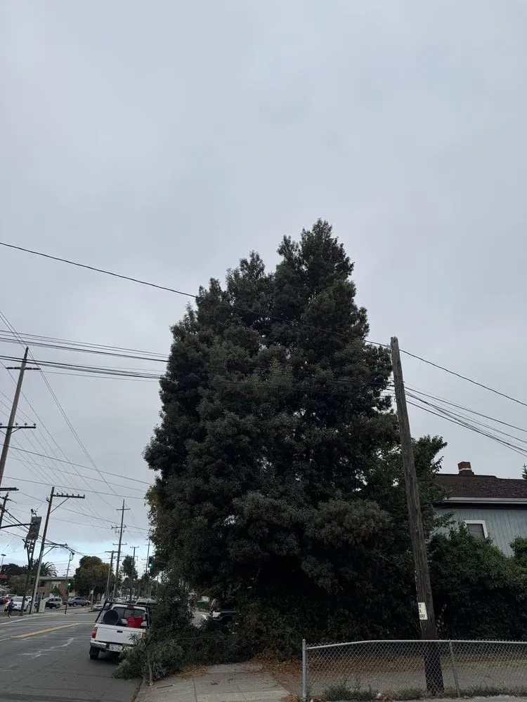 Expert landscaping services for beautiful yards in Oakland, CA by Eco Elements Landscaping