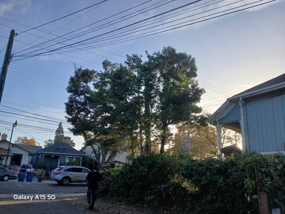 Affordable landscape design in Oakland, CA by Eco Elements Landscaping