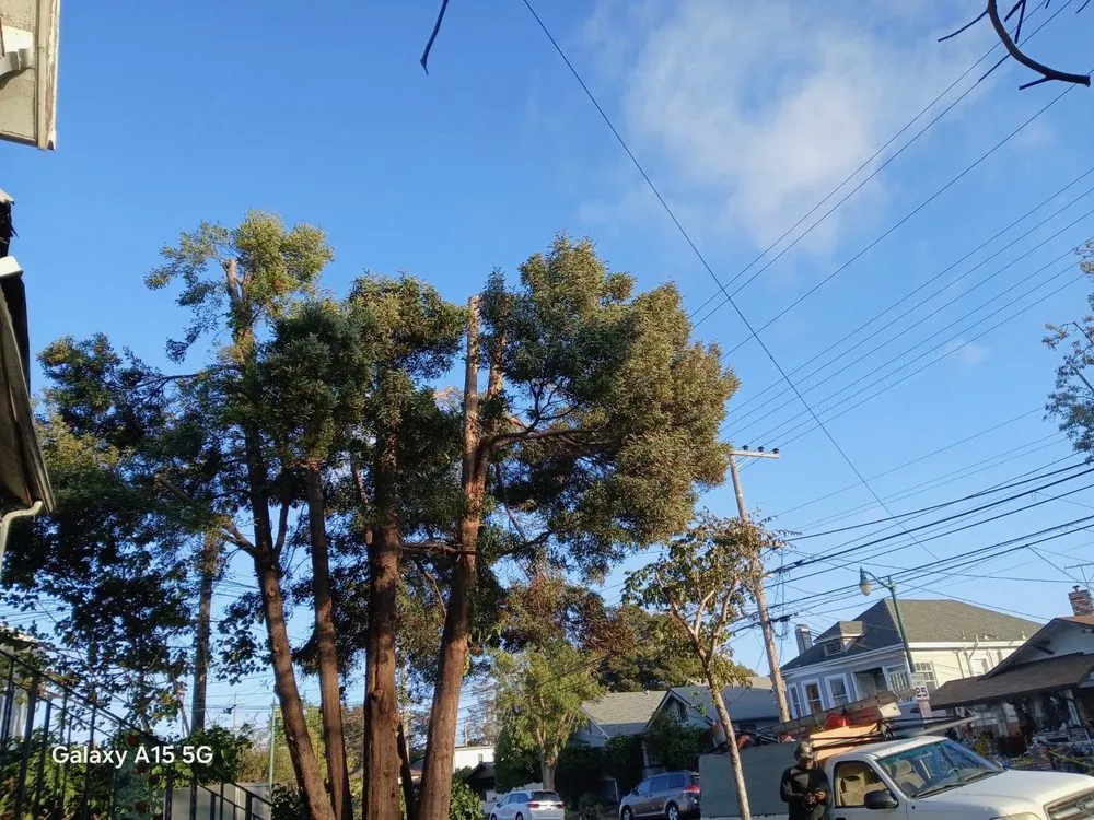 Custom landscape installation for homes in Oakland, CA by Eco Elements Landscaping
