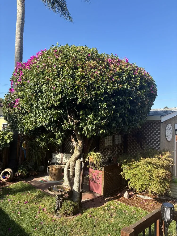 Local residential landscaping with custom design in Oakland, CA by Eco Elements Landscaping