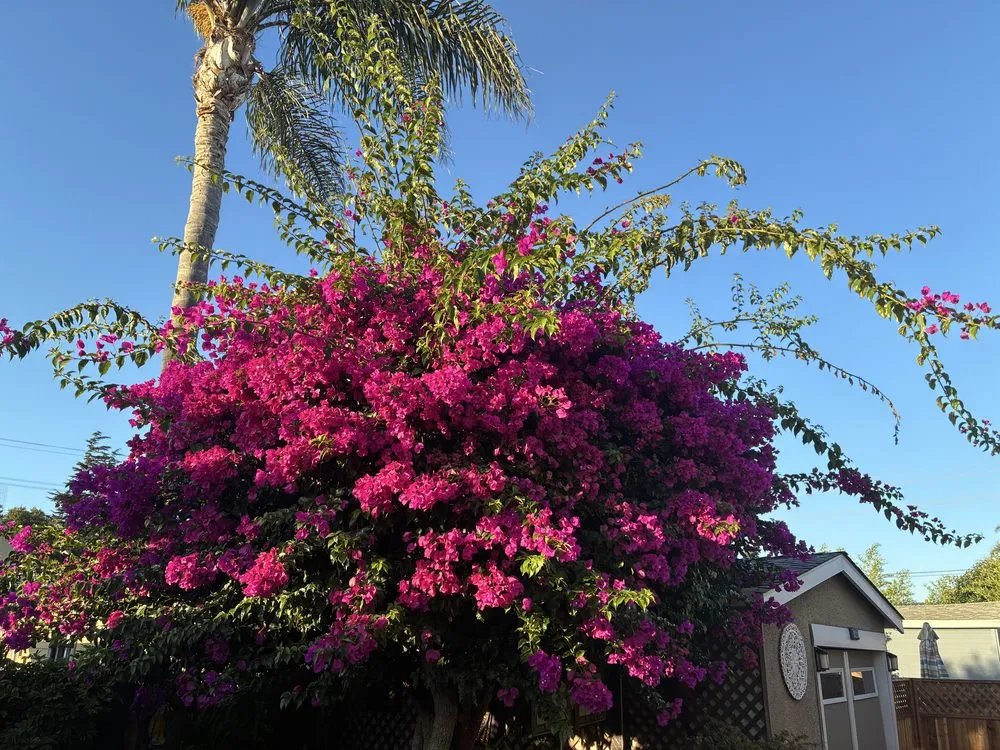 Expert landscape design near you in Oakland, CA by Eco Elements Landscaping