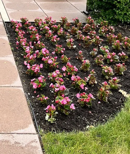 Custom garden landscaping for outdoor upgrades in Algonquin, IL by Eco Friendly Landscapes and Gardens