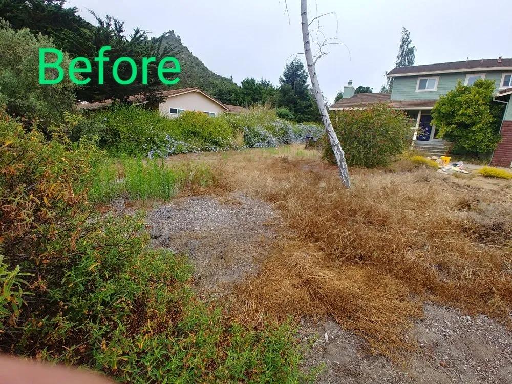 Trusted lawn mowing service for year-round maintenance in Carmel-by-the-Sea, CA by ECO Gal Habitats & Design