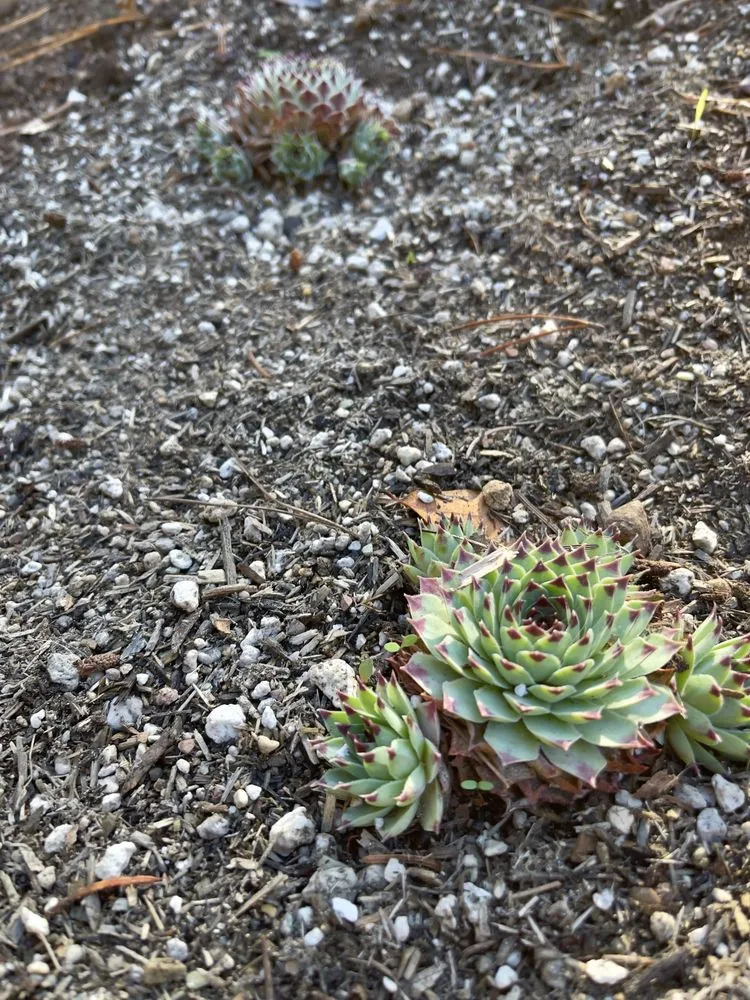 Trusted yard cleanup service experts serving Point Reyes Station, CA - Eco-Gardening