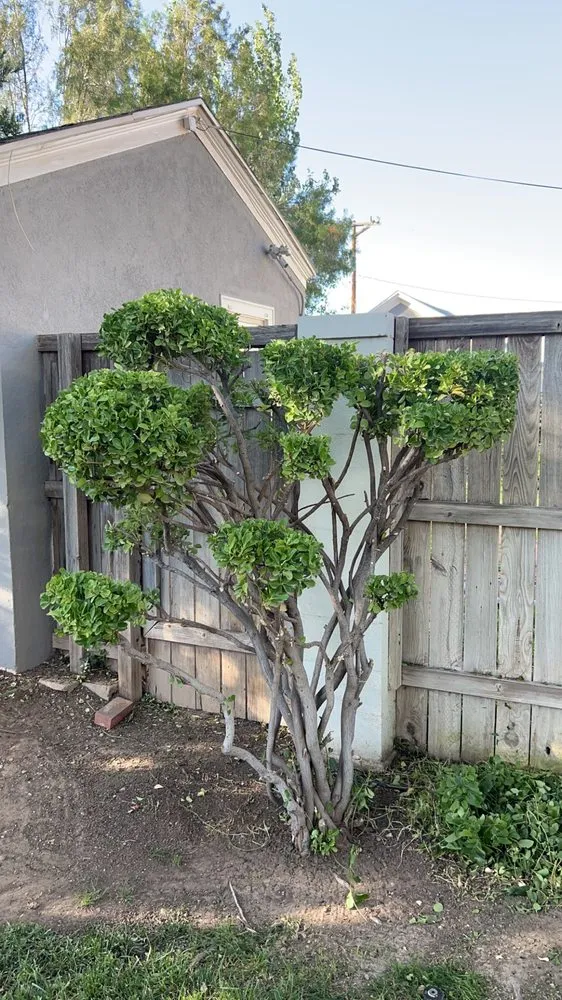 Affordable landscaping services experts serving Roswell, NM - Eco Green Environmental