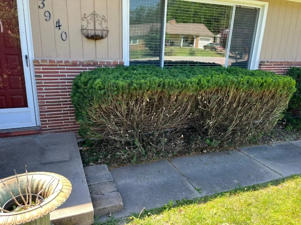 Affordable yard cleanup service experts serving Independence, MO - Eco Green Landscaping