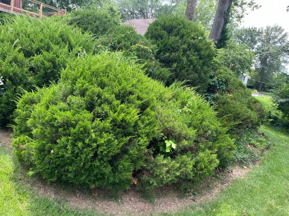 Expert landscape design experts serving Independence, MO - Eco Green Landscaping