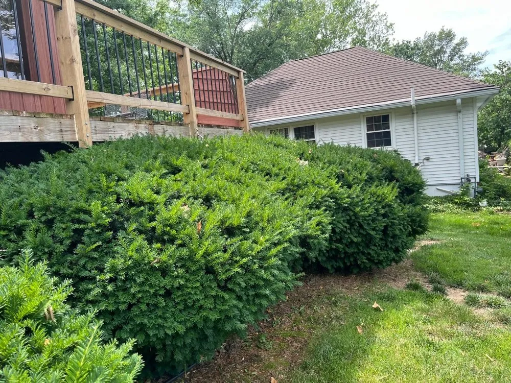 Expert yard cleanup service in Independence, MO by Eco Green Landscaping