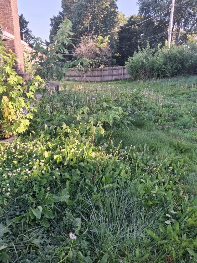 Expert yard maintenance in Independence, MO - Eco Green Landscaping