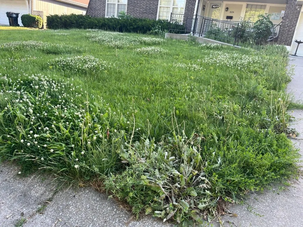 Trusted landscape installation experts serving Independence, MO - Eco Green Landscaping