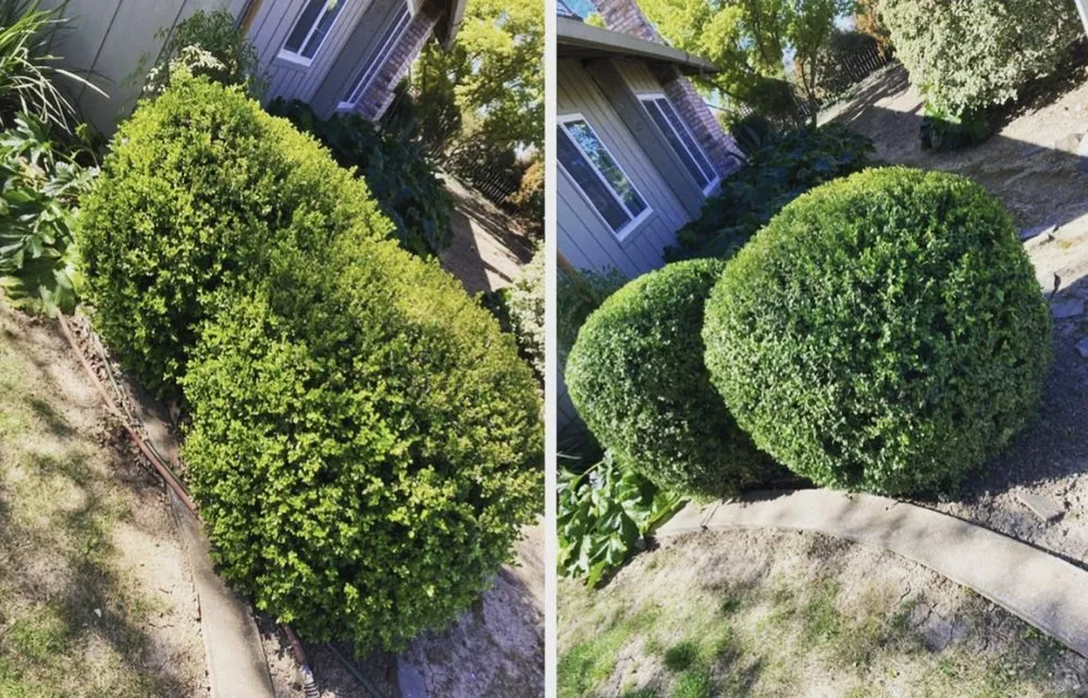 Trusted lawn care service near you across Sacramento, CA - Eco Green Landscaping