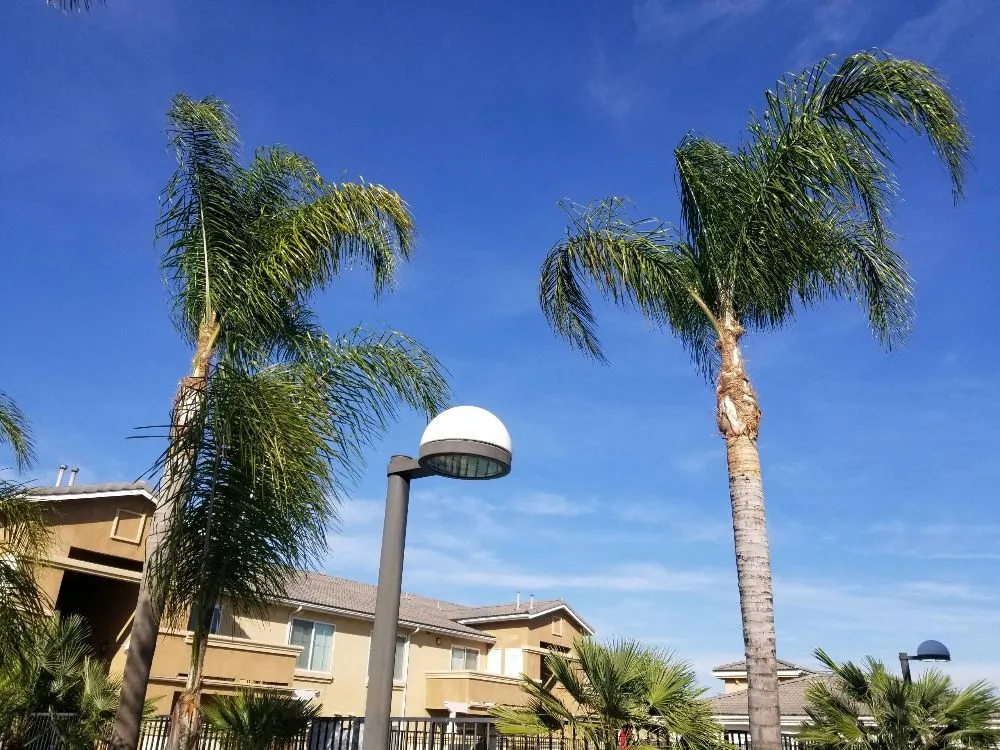 Professional yard maintenance for homes in San Bernardino, CA by Eco Green Landscaping